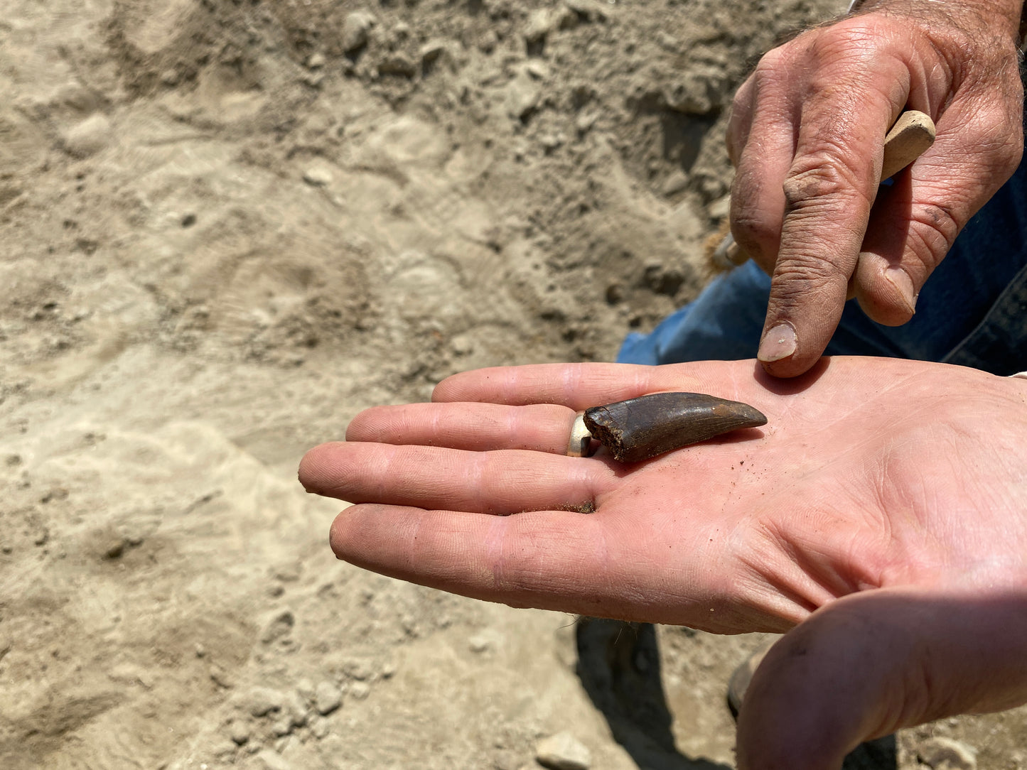 Nanotyrannus tooth (1.75" long), Hell Creek Formation, Garfield County, Montana
