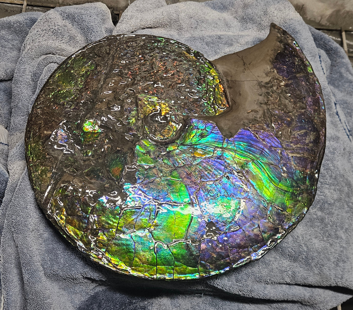 Ammonite (Placenticeras meeki), Bearpaw Formation, Oldman River, Near Lethbridge, Alberta (16.5" diameter)