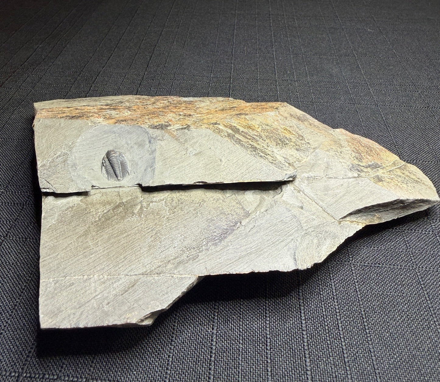 Trilobite (Irvingella species B) - Bull River Valley, Cranbrook, British Columbia, Canada