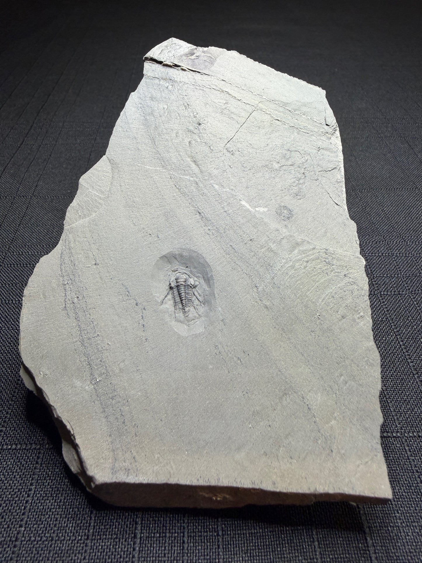 Trilobite (Irvingella species B) - Bull River Valley, Cranbrook, British Columbia, Canada