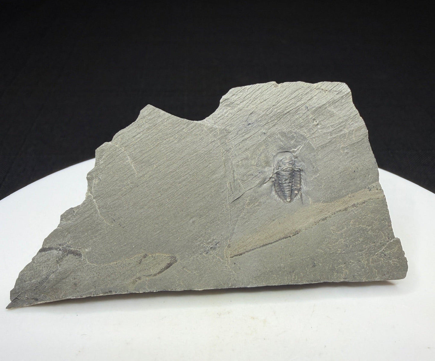Trilobite (Irvingella species B) - Bull River Valley, Cranbrook, British Columbia, Canada