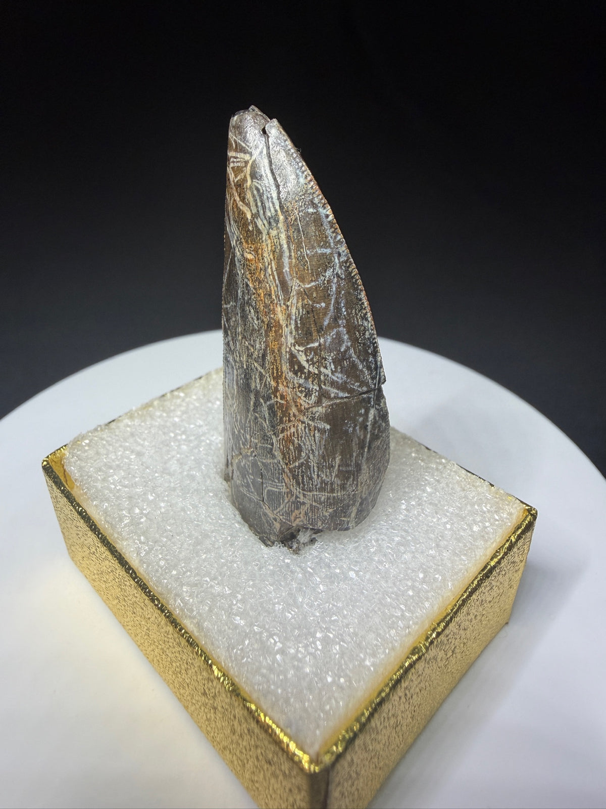 Partial fossilized dinosaur tooth from the Drumheller area of Alberta, Canada, with dark-brown coloration, surface fractures and a longitudinal break