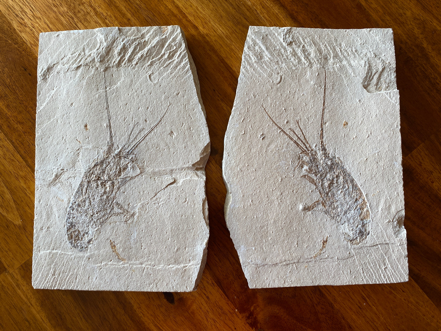 Fossil Lobster (Palinurus), Haqil, Lebanon