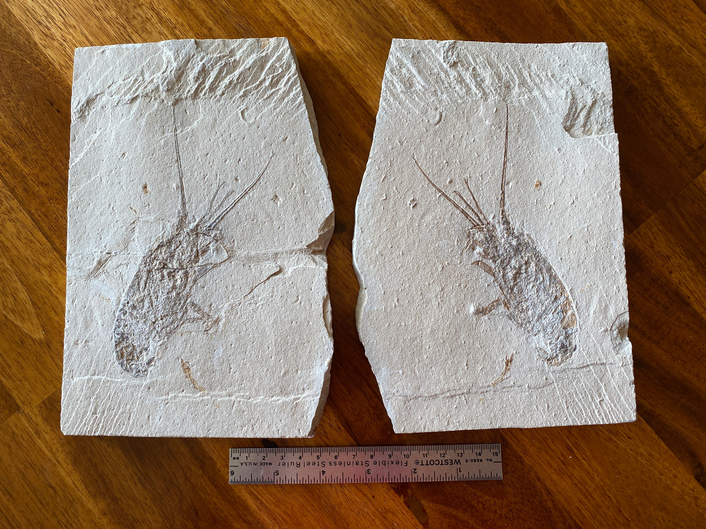 Fossil Lobster (Palinurus), Haqil, Lebanon