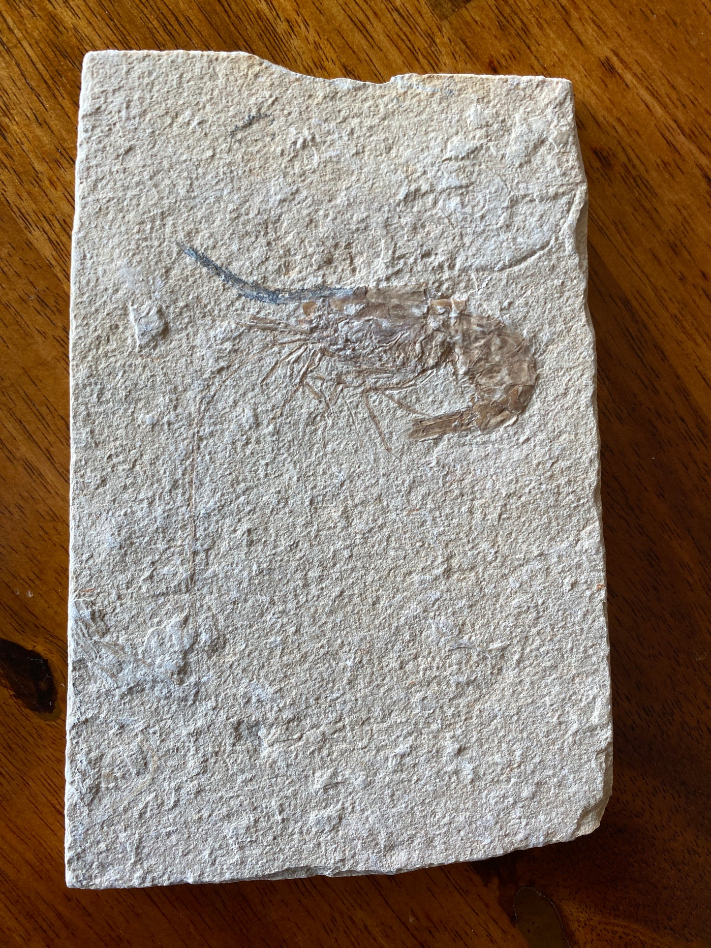 Fossil shrimp (Carpopenaeus callirostris), Haqil, Lebanon