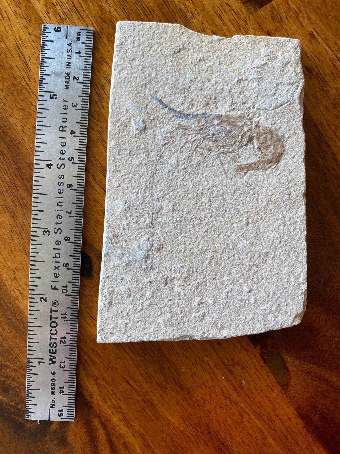 Fossil shrimp (Carpopenaeus callirostris), Haqil, Lebanon