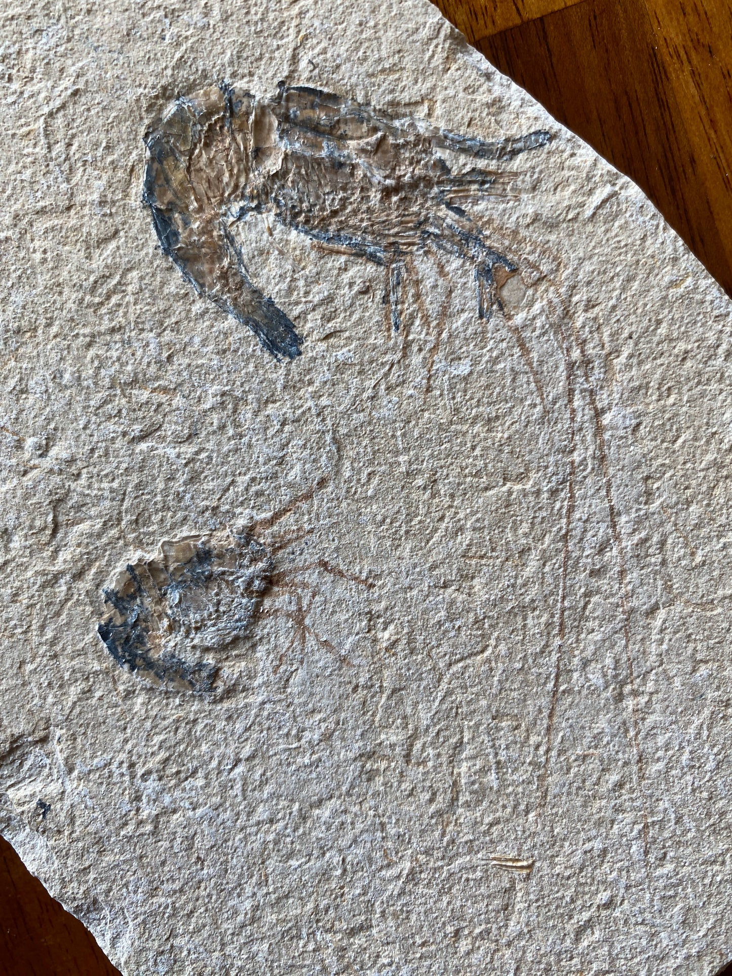 Fossil shrimp (Carpopenaeus callirostris), Haqil, Lebanon