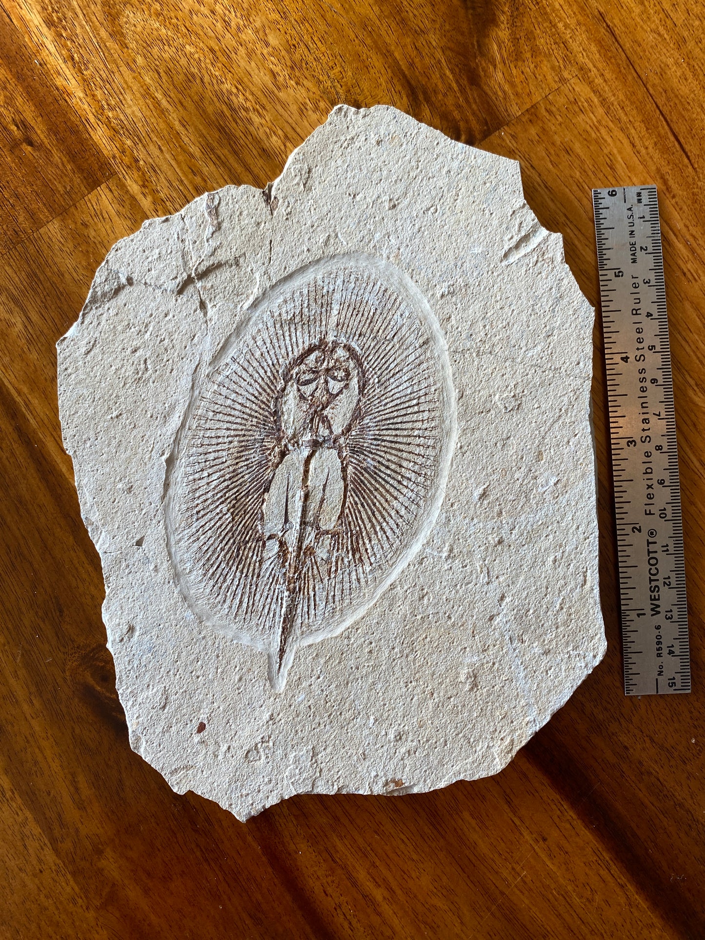 Fossil Sun Fish (Cyclobatis oligodactylus), Haqil, Byblos, Lebanon