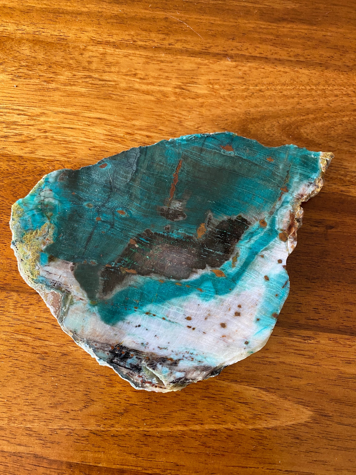 Petrified "Colla" Wood, Zile, Turkey