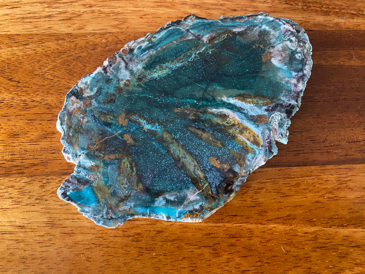 Petrified "Colla" Wood, Zile, Turkey