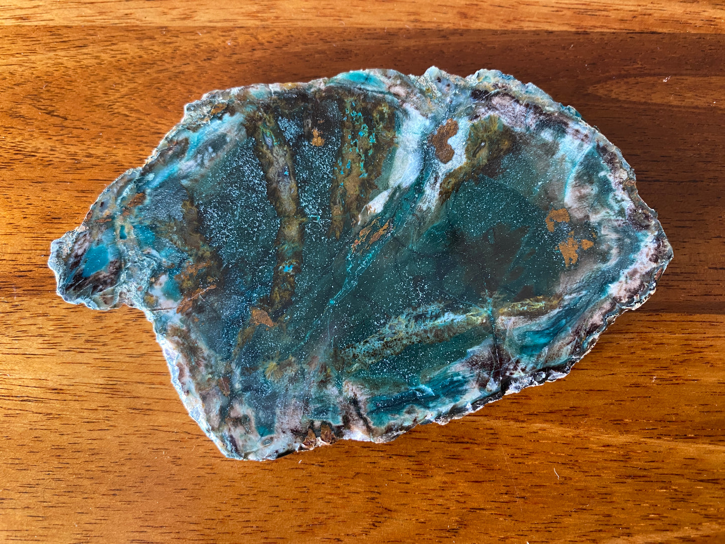 Petrified "Colla" Wood, Zile, Turkey