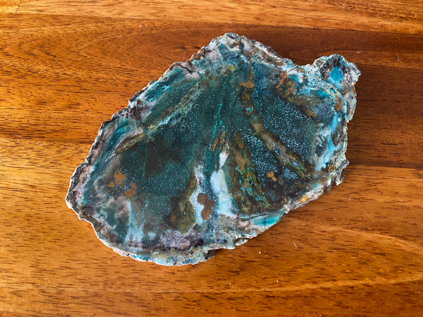 Petrified "Colla" Wood, Zile, Turkey