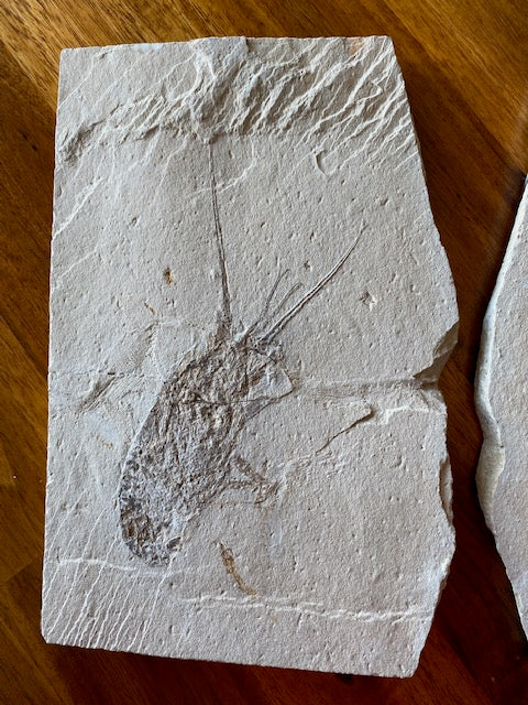 Fossil Lobster (Palinurus), Haqil, Lebanon