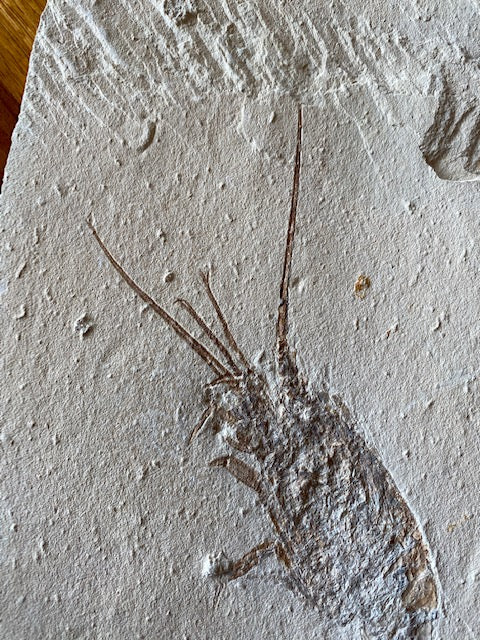 Fossil Lobster (Palinurus), Haqil, Lebanon