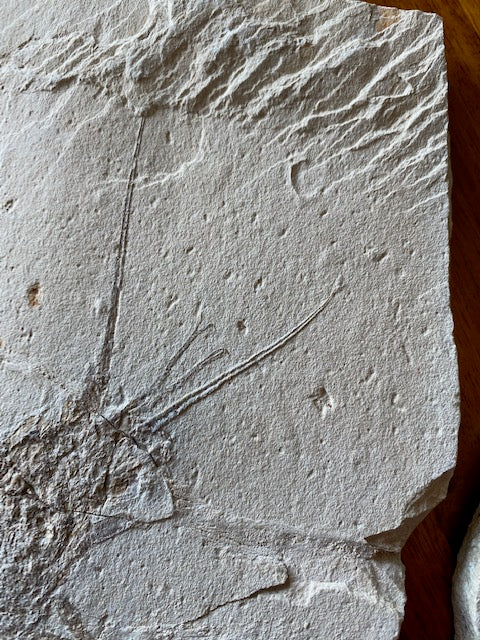Fossil Lobster (Palinurus), Haqil, Lebanon