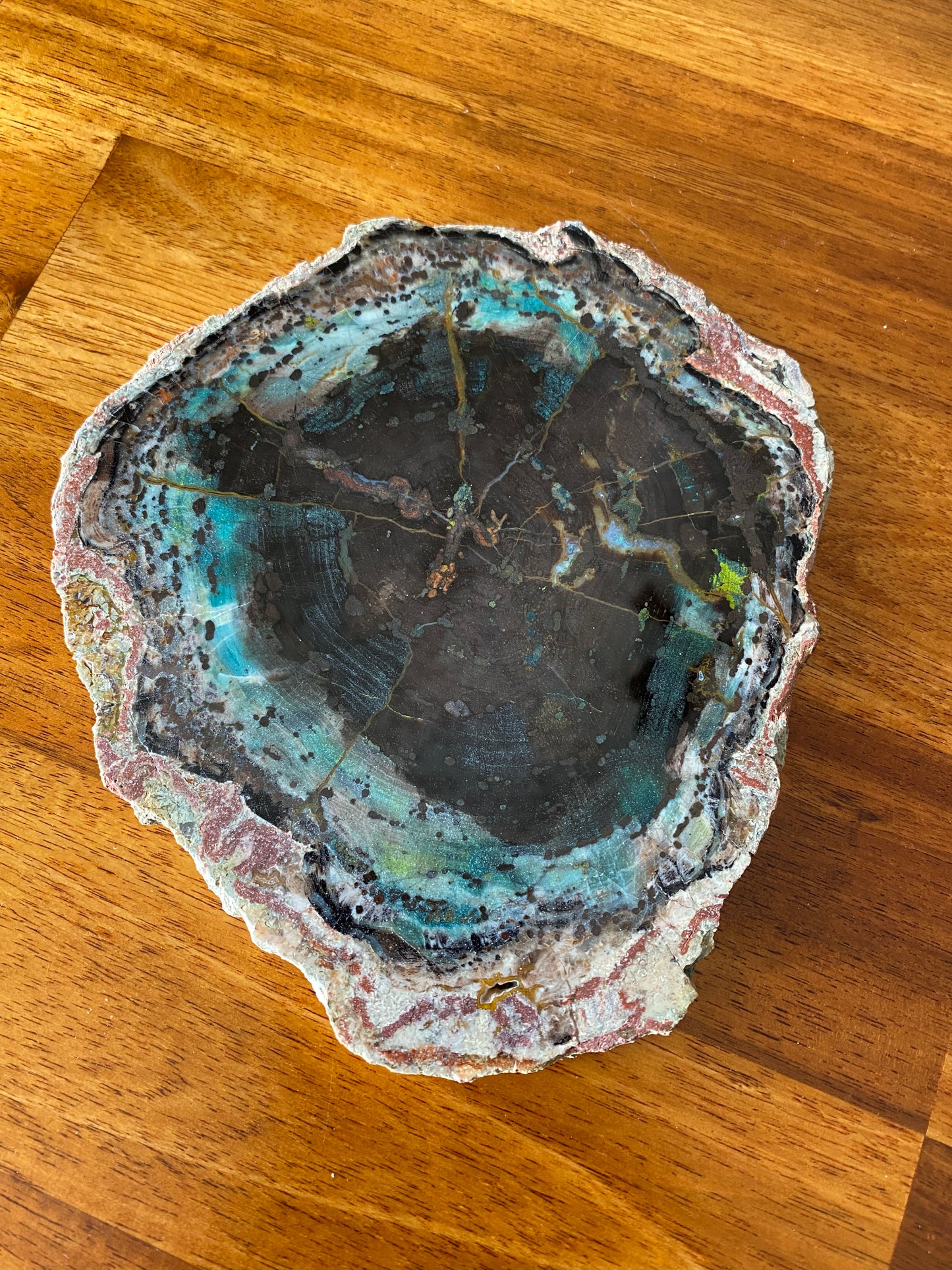 Petrified "Colla" Wood, Zile, Turkey