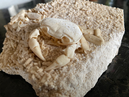 Fossil Crab (Potamon potamios), Anatolia, Turkey