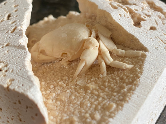 Fossil crab - Potamon potamios, Turkey