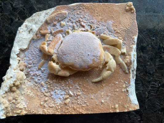 Fossil Crab - Potamon potamios, Turkey