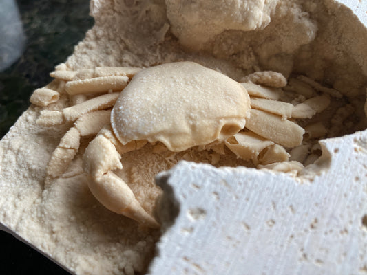 Fossil crab - Potamon potamios, Turkey