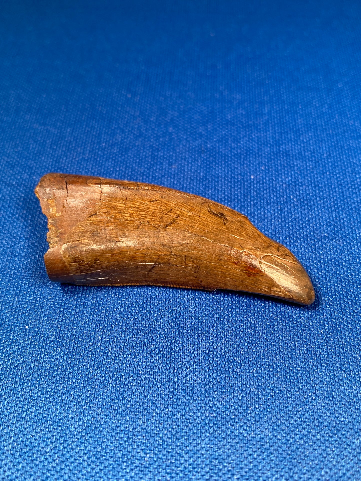 Nanotyrannus tooth (1.75" long), Hell Creek Formation, Garfield County, Montana