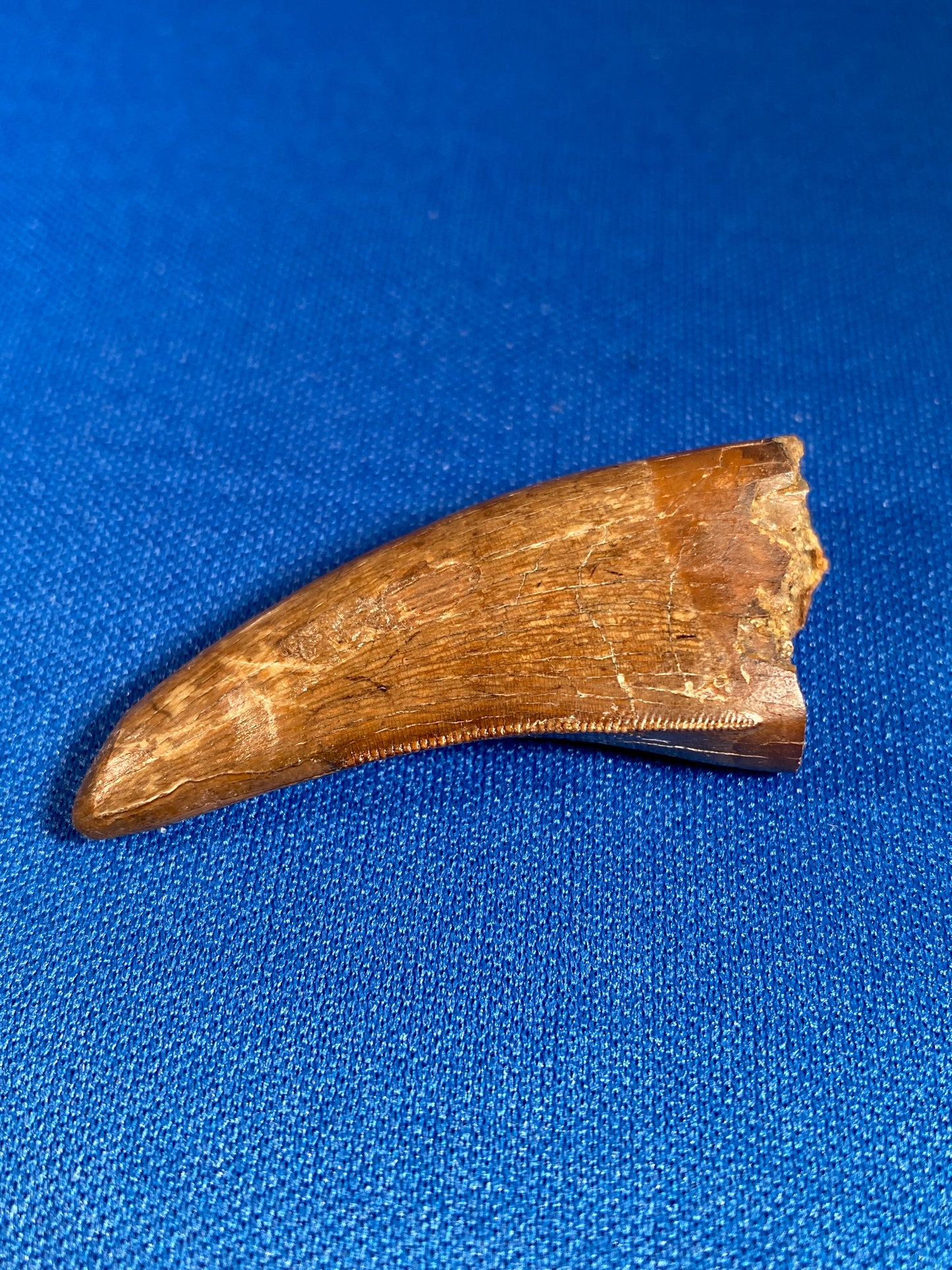 Nanotyrannus tooth (1.75" long), Hell Creek Formation, Garfield County, Montana