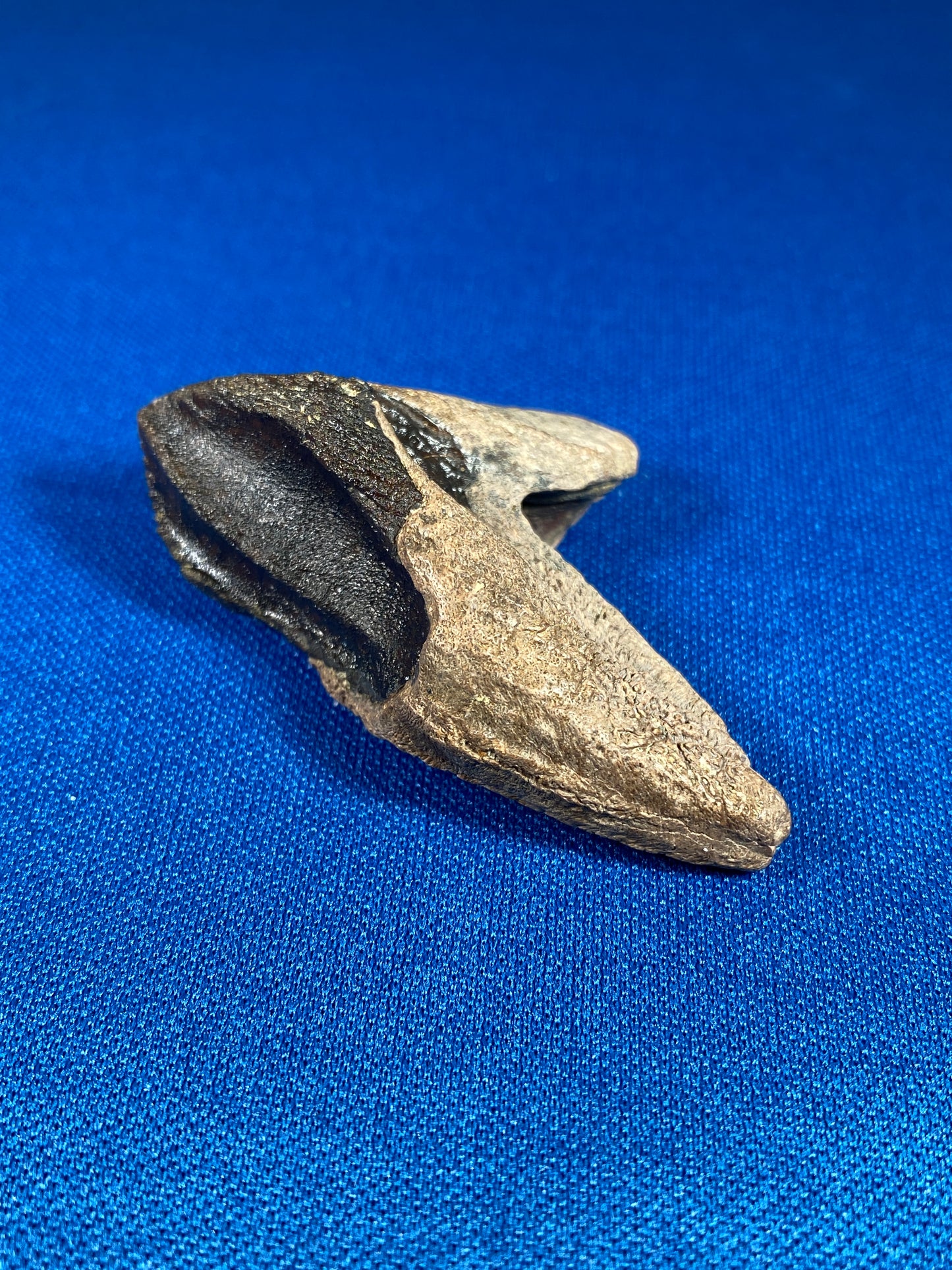 Triceratops tooth (2" long), Hell Creek Formation, Garfield County, Montana