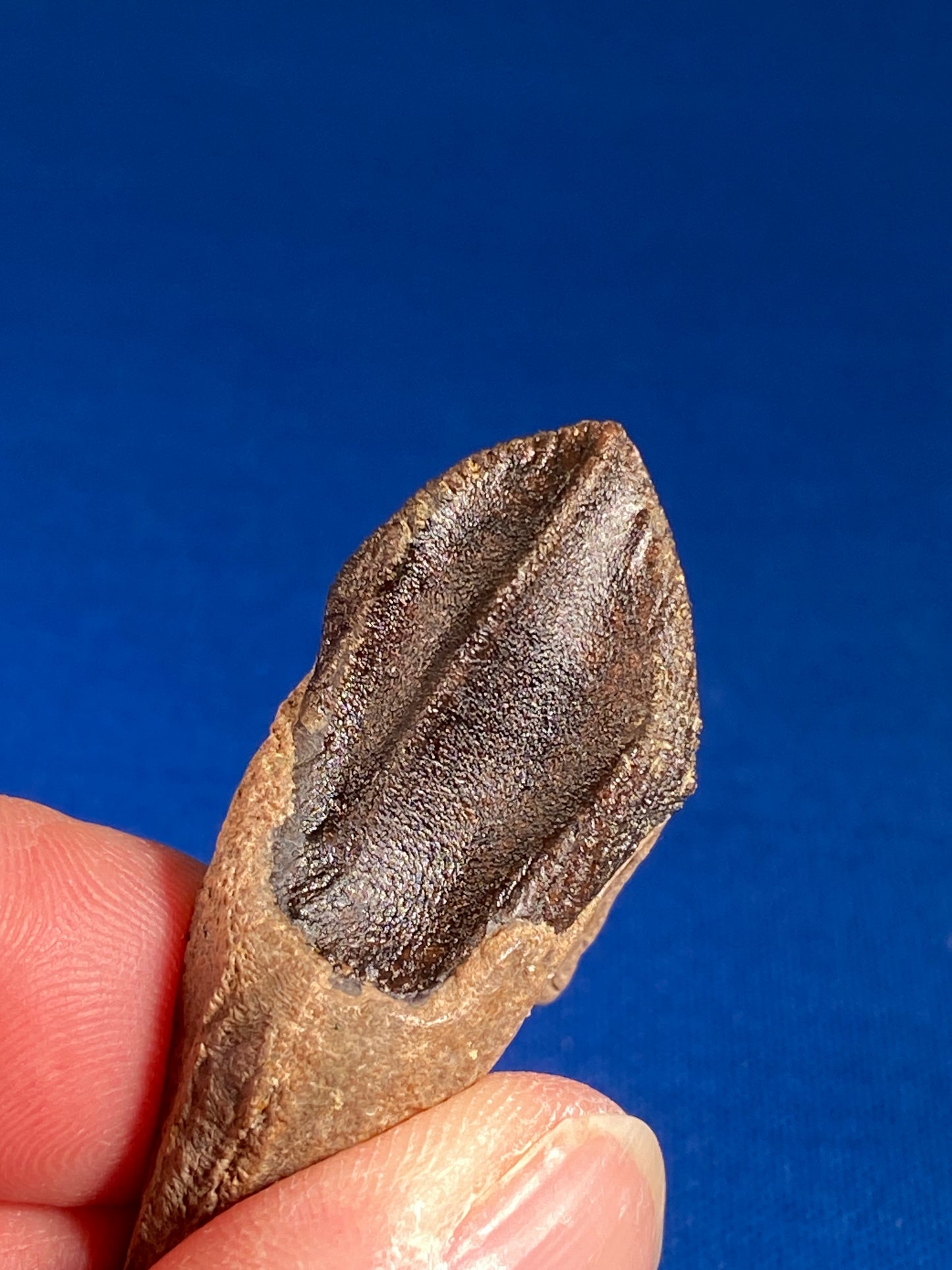 Triceratops tooth (2" long), Hell Creek Formation, Garfield County, Montana