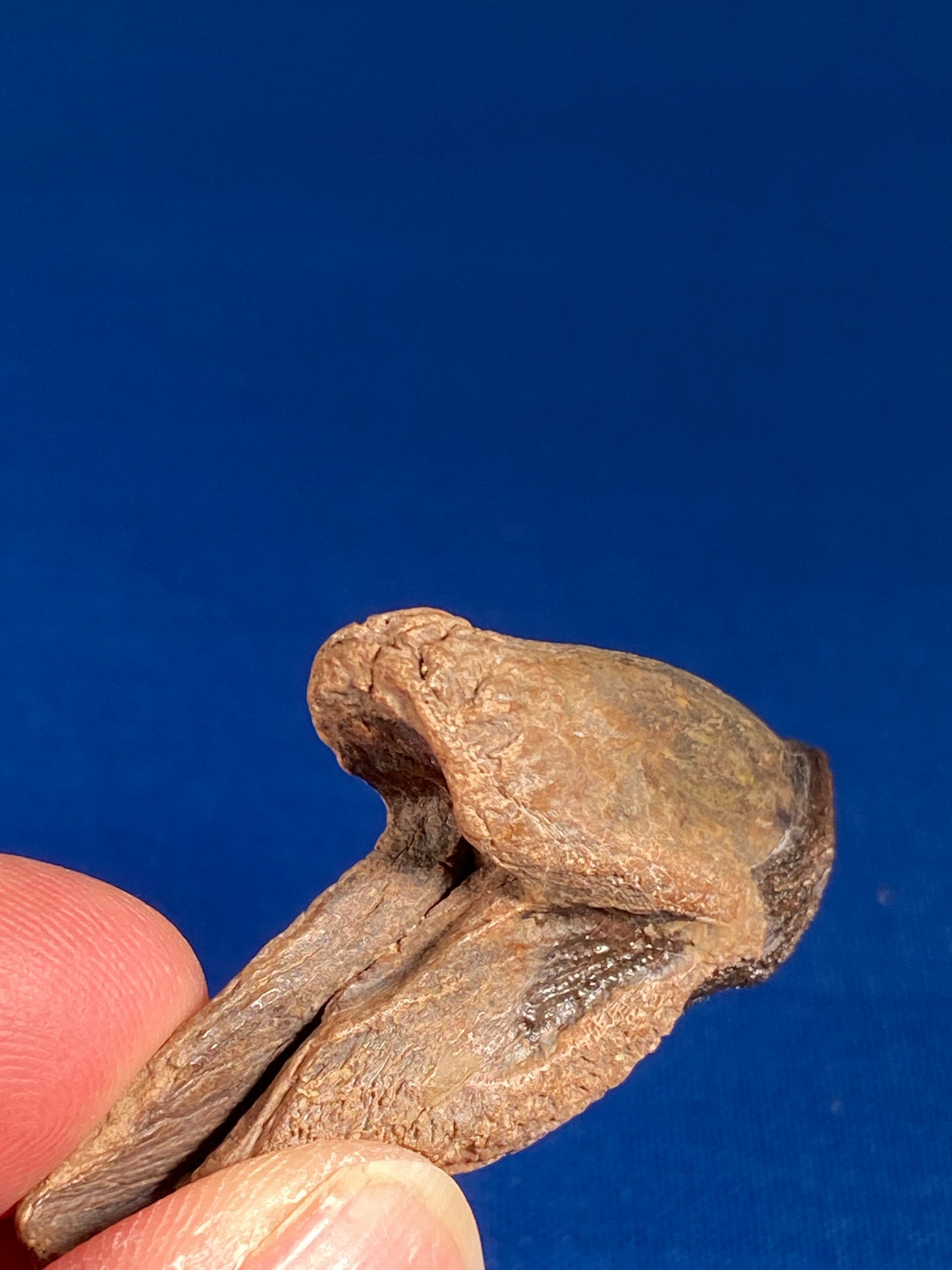 Triceratops tooth (2" long), Hell Creek Formation, Garfield County, Montana