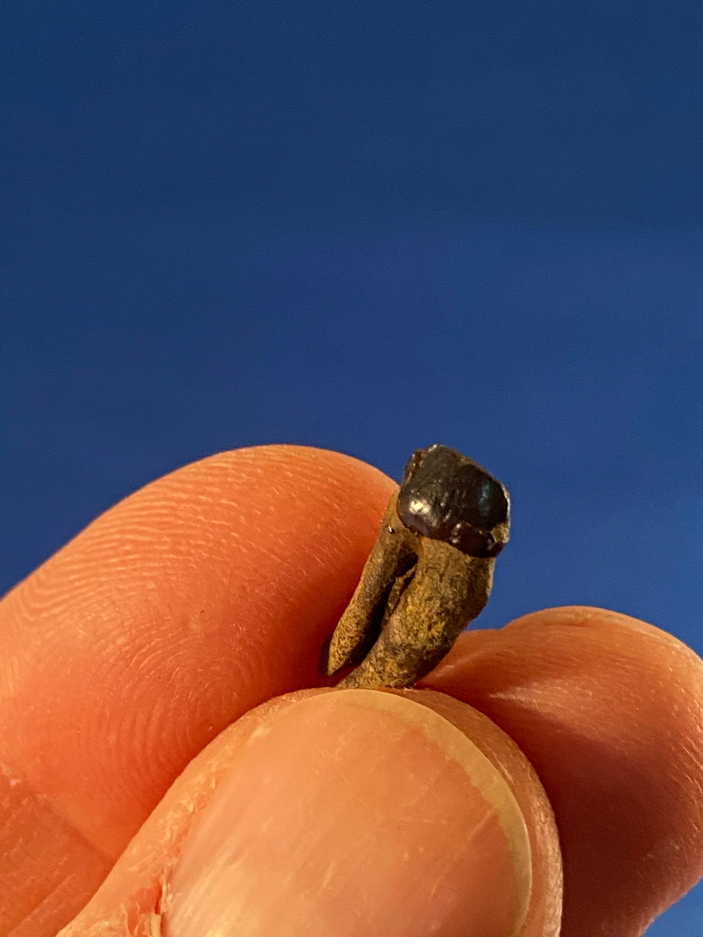 Didelphodon tooth, Hell Creek Formation, Garfield County, Montana