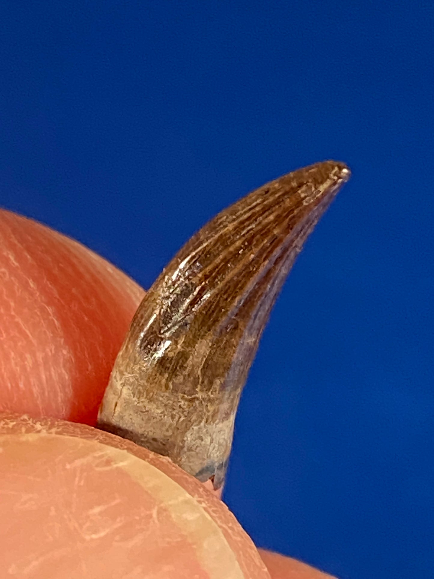Paronychodon tooth (0.5"), Hell Creek Formation, Garfield County, Montana