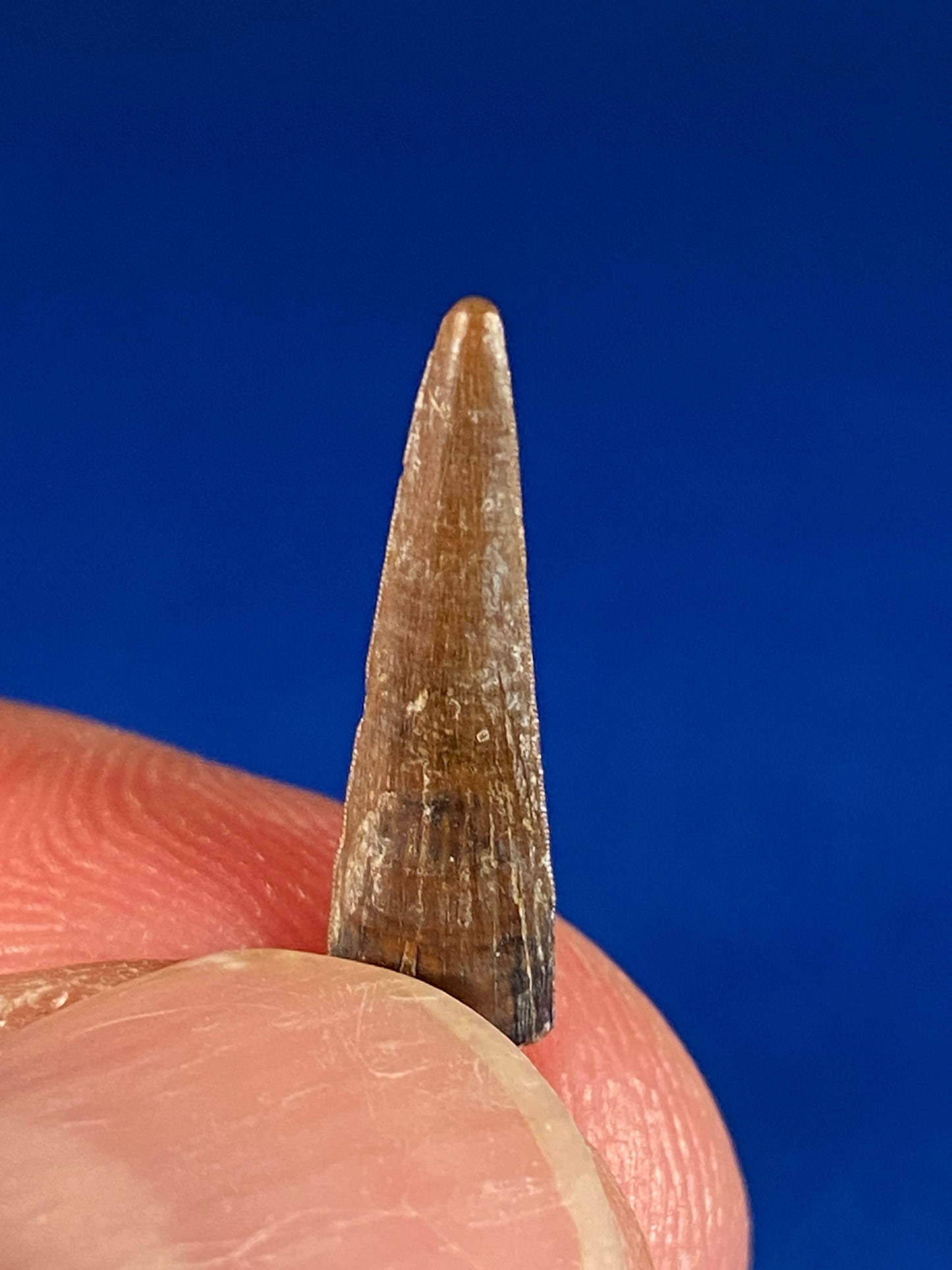 Richardoestesia tooth (3/4"), Hell Creek Formation, Garfield County, Montana