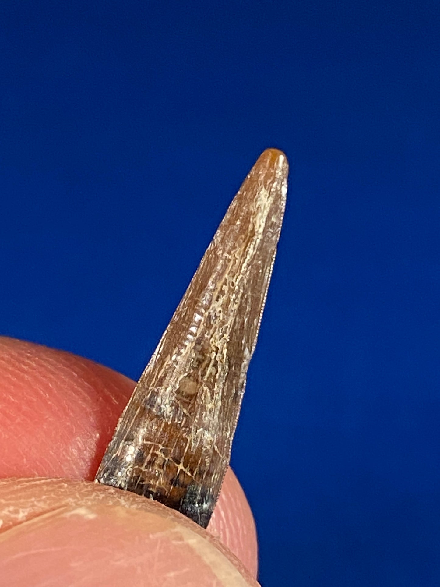 Richardoestesia tooth (3/4"), Hell Creek Formation, Garfield County, Montana