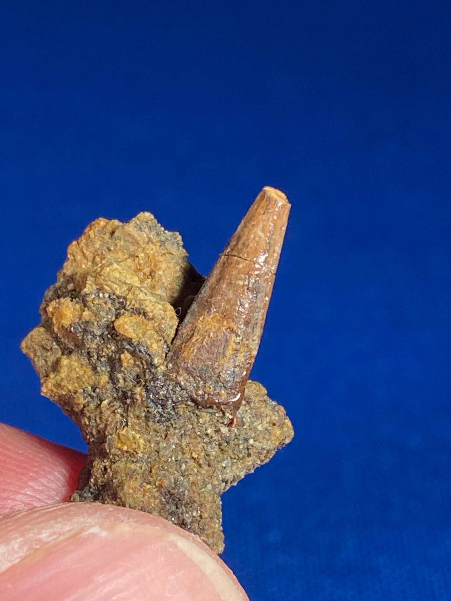 Richardoestesia tooth (1/2"), Hell Creek Formation, Garfield County, Montana