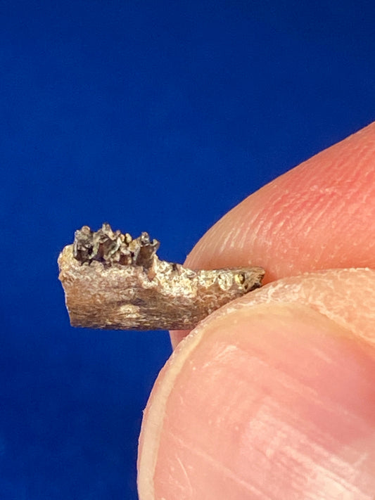 Cretaceous mammal jaw with teeth, Hell Creek Formation, Garfield County, Montana