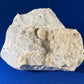 Weloganite - Francon Quarry, Montreal, Quebec, Canada