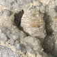 Weloganite - Francon Quarry, Montreal, Quebec, Canada