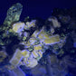 Apatite with Pyrite, Panasquiera, Portugal