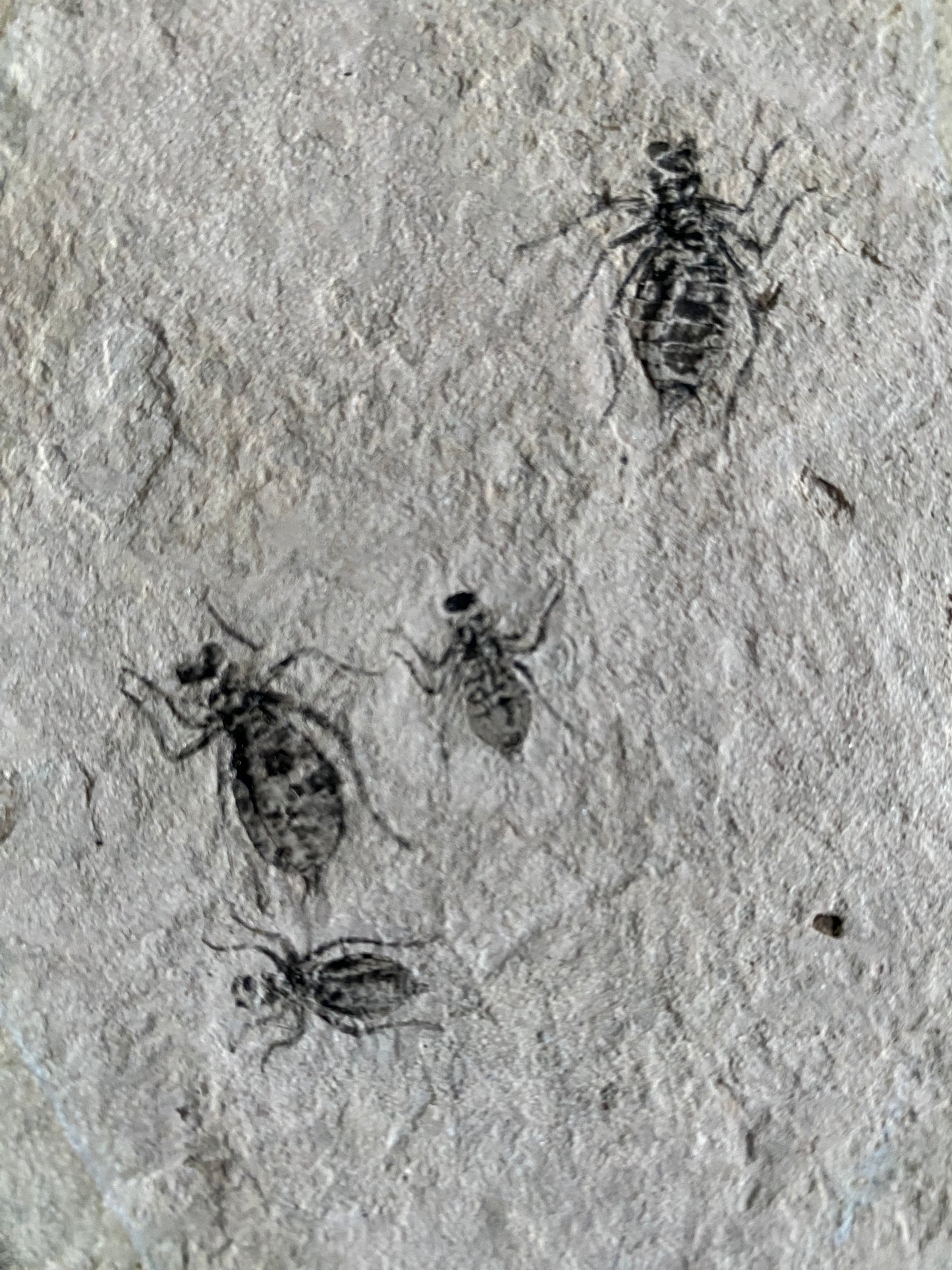 Dragonfly Larvae (Libellula doris) in shale, Piedmont, Italy (Miocene)