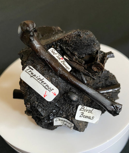 Fossil bird & rat bones with insects, Maricopa Tar Seeps, Kern County, California (Pleistocene)