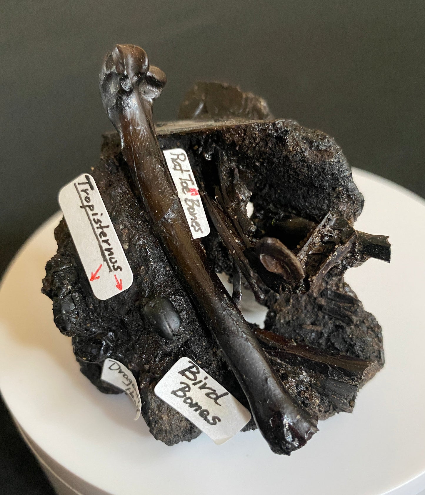 Fossil bird & rat bones with insects, Maricopa Tar Seeps, Kern County, California (Pleistocene)