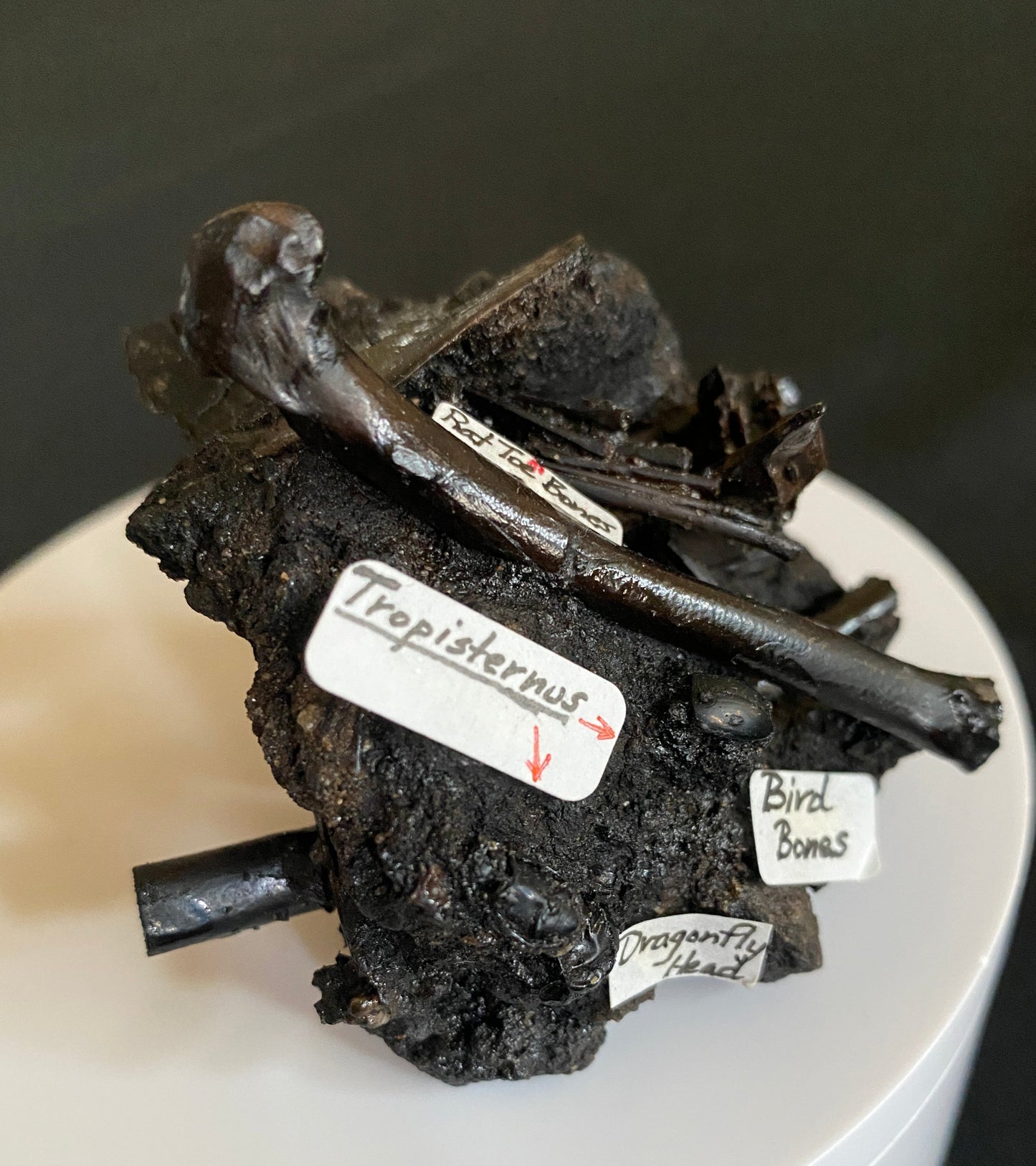 Fossil bird & rat bones with insects, Maricopa Tar Seeps, Kern County, California (Pleistocene)