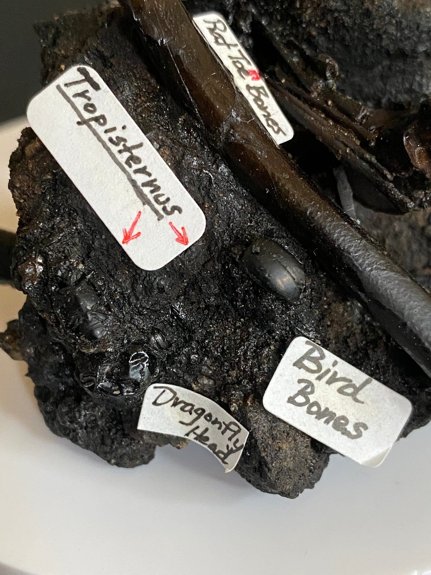 Fossil bird & rat bones with insects, Maricopa Tar Seeps, Kern County, California (Pleistocene)