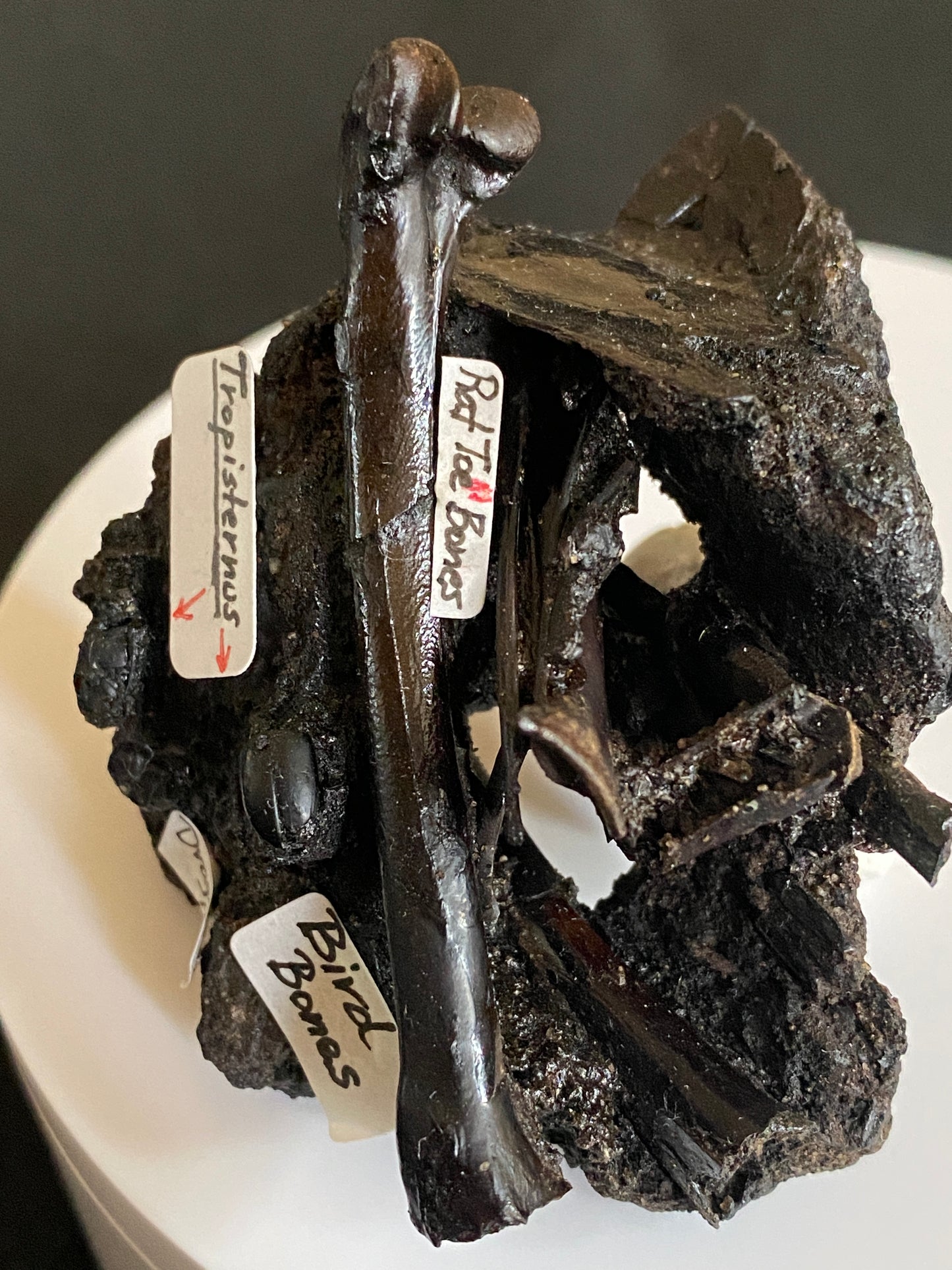 Fossil bird & rat bones with insects, Maricopa Tar Seeps, Kern County, California (Pleistocene)