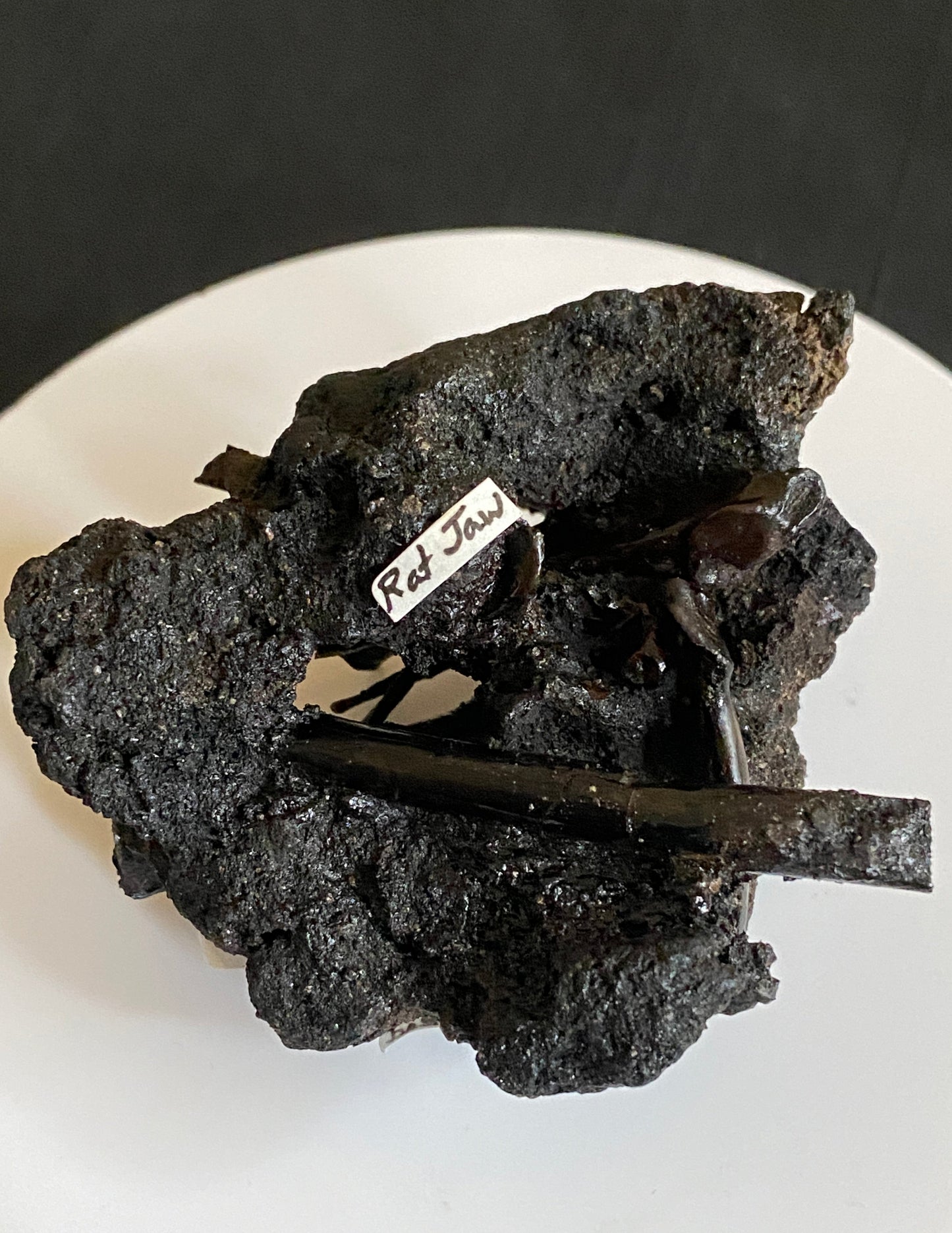 Fossil bird & rat bones with insects, Maricopa Tar Seeps, Kern County, California (Pleistocene)