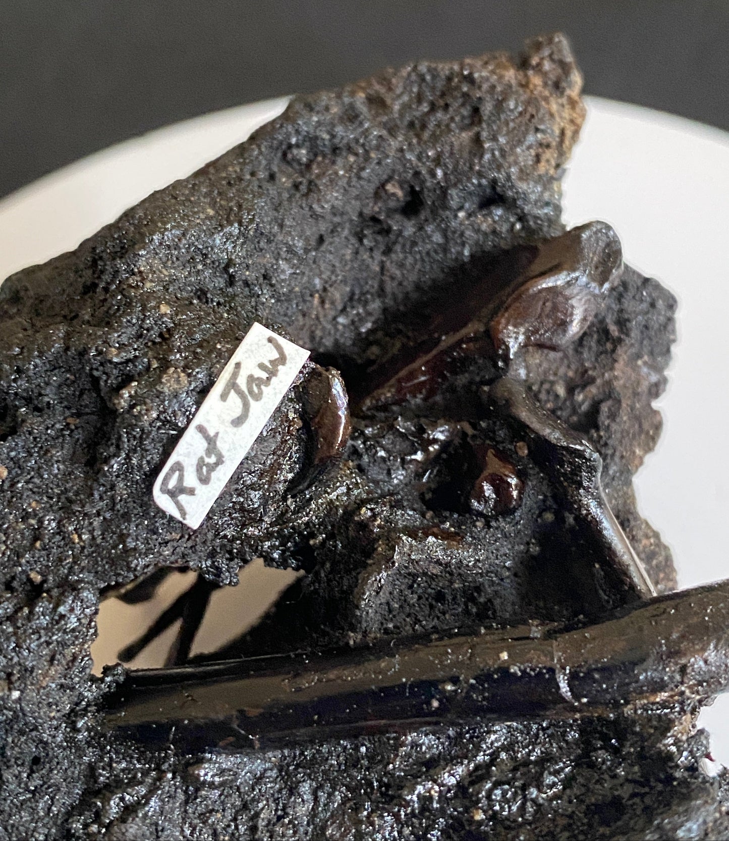 Fossil bird & rat bones with insects, Maricopa Tar Seeps, Kern County, California (Pleistocene)