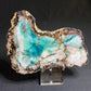 Petrified "Colla" Wood, Zile, Turkey