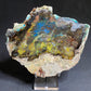 Petrified "Colla" Wood, Zile, Turkey