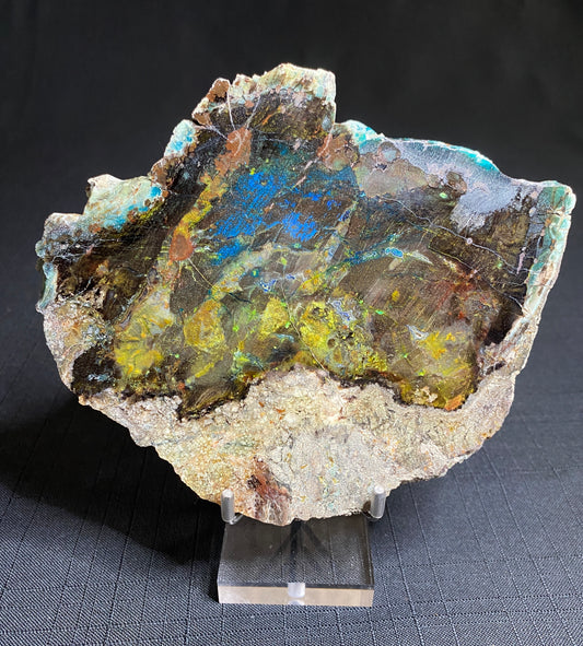 Petrified "Colla" Wood, Zile, Turkey