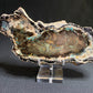 Petrified "Colla" Wood, Zile, Turkey